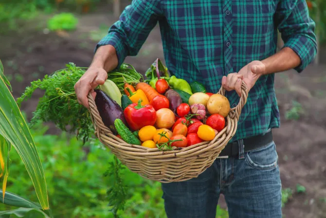 panier de légumes bio